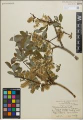 Foto von Salix perrostrata Rydb.